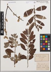 Foto von Salix cinerea L.